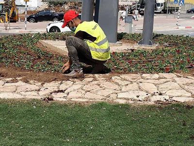 עפולה: כרבע מיליון שתילים יישתלו לפני שנת השמיטה