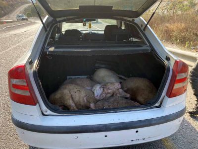 בלשי מג"ב עצרו חשודים בגניבה והתעללות בבעלי חיים