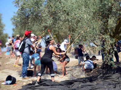 פסטיבל מסיק למשפחות בחול המועד סוכות