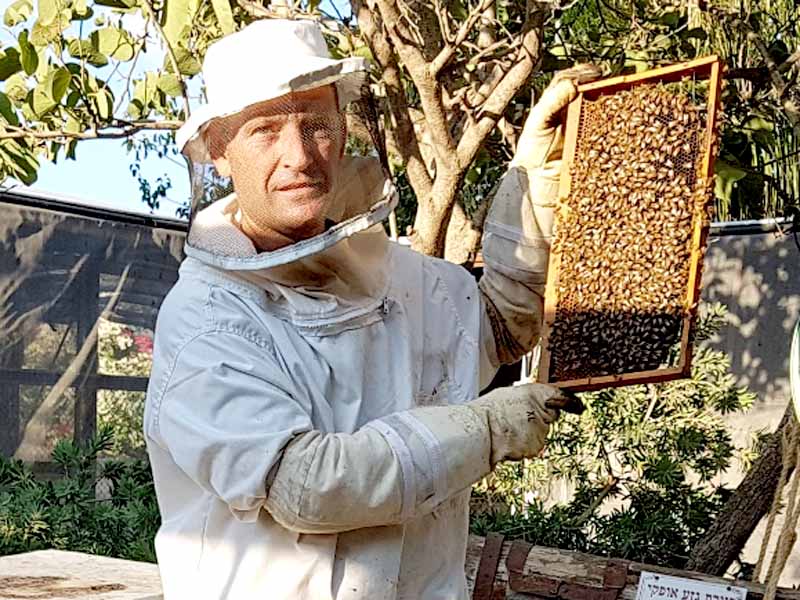 בועז בן זאב דבוראי מועצת הדבש. צילום: דבורת התבור